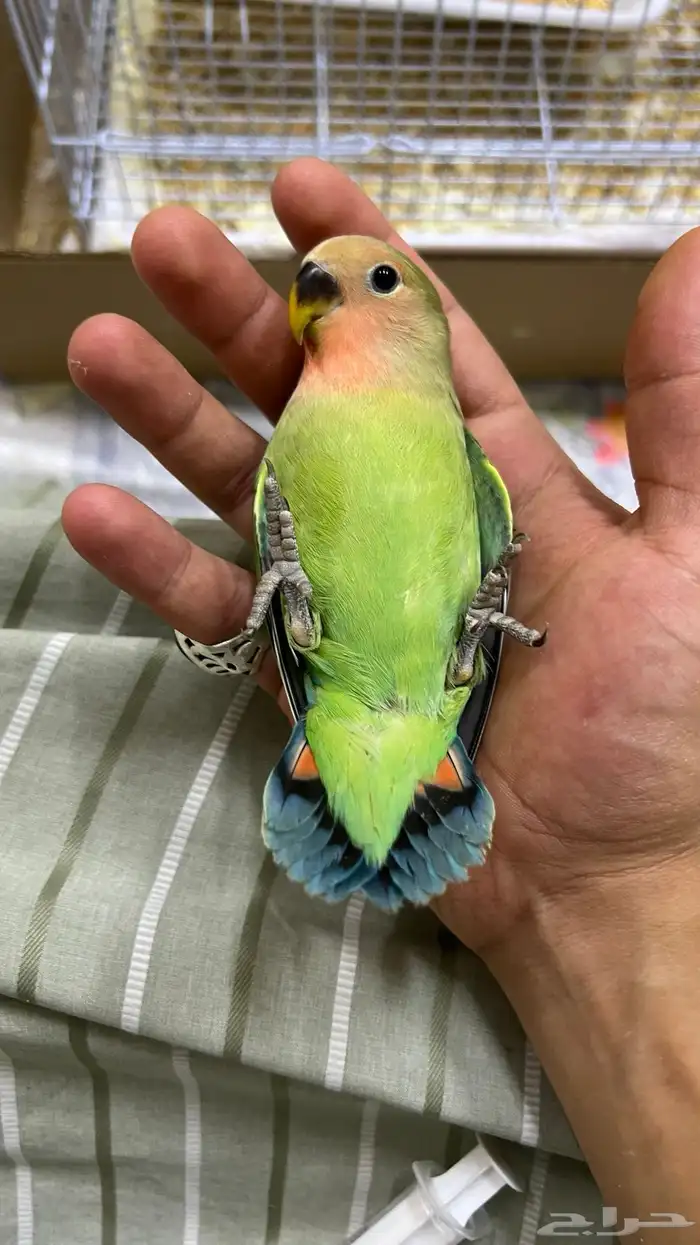 طيور روز اليفه 0