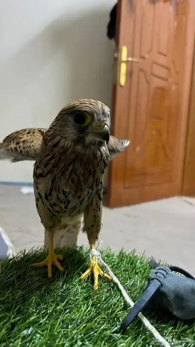 باشق  شبوط للبيع index