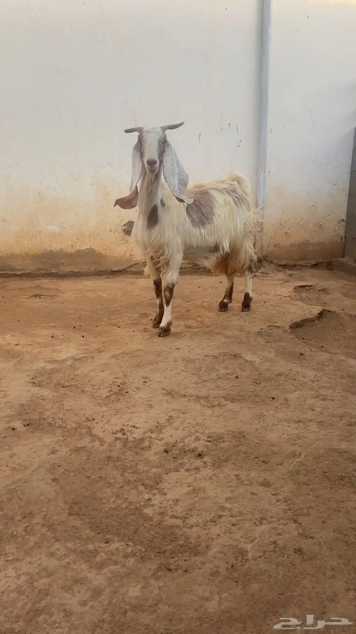 معزا فواخر جروم ودفيع 12