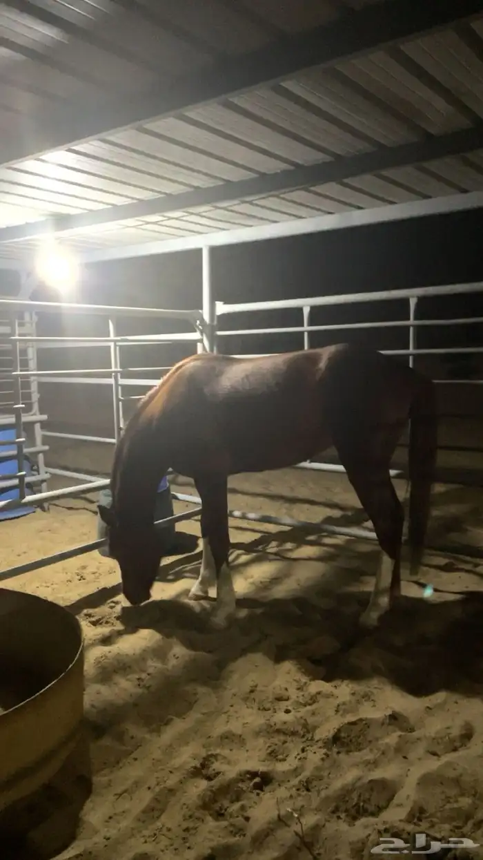 حصان مصري شعبي 8