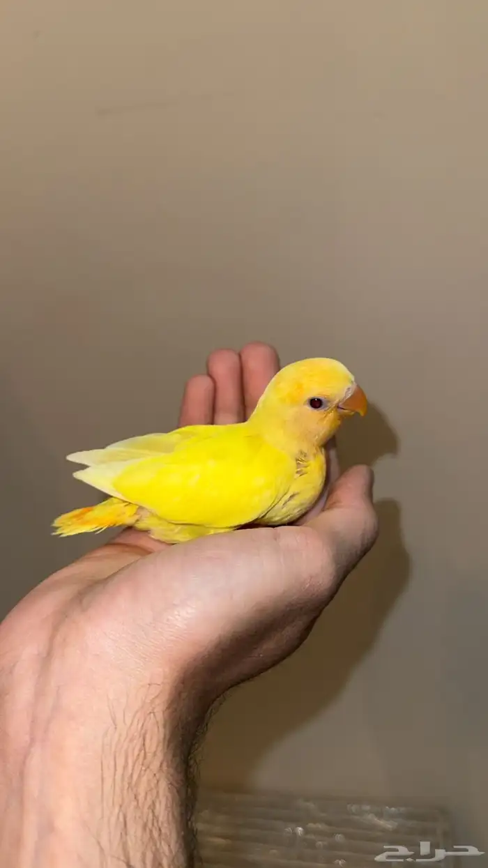 فروخ روز هدد 0