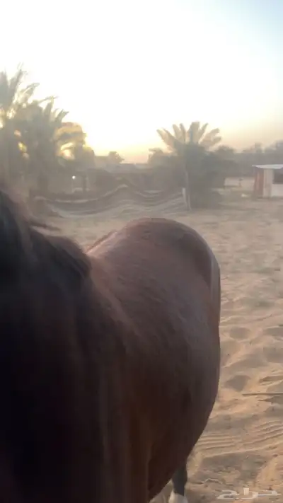 فرس شعبيه index