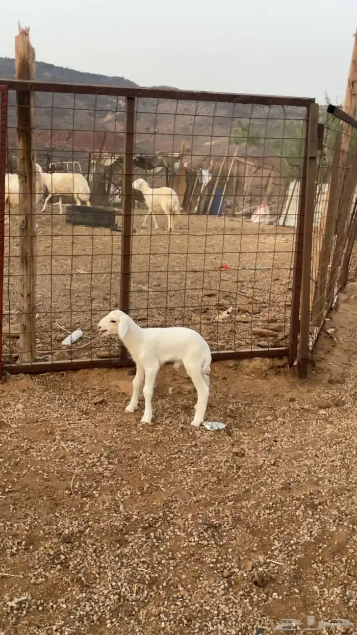 داغور للبيع 0