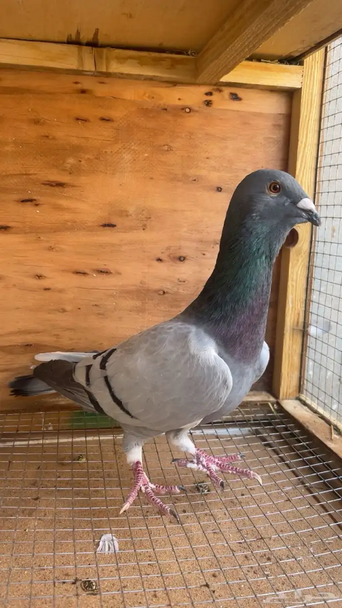 حمام ريحاني 0