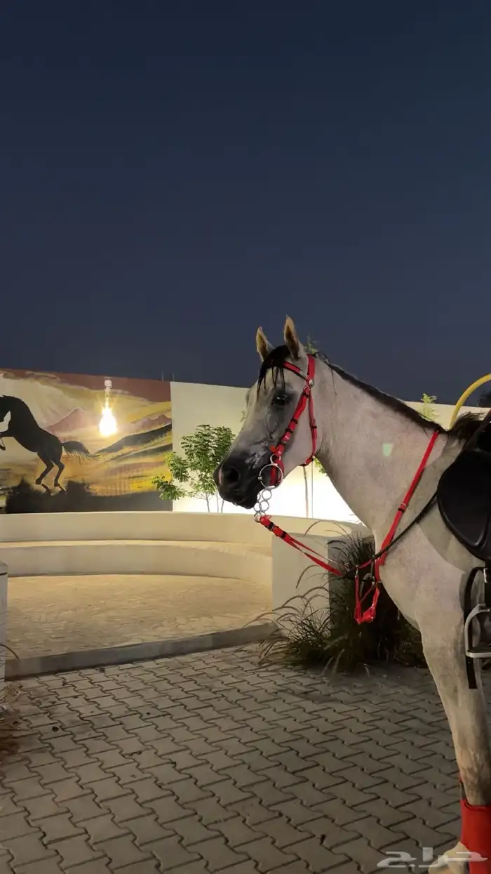 حصان شعبي شيخ حق شتويه سليم شرط معدا جرح بلحارك وخفيف حيل. 2