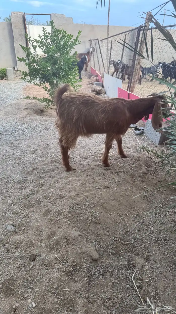 جفار عوارض للبيع 6