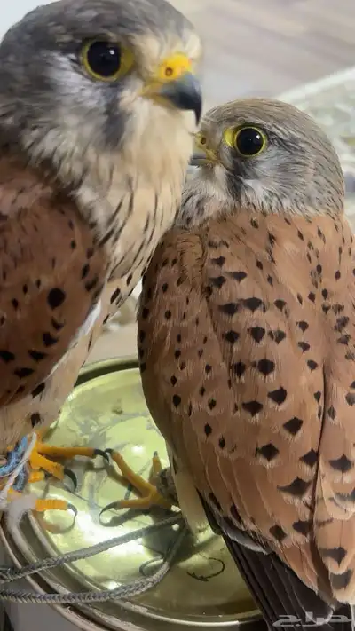 شبوط للبيع الحبه عل 100  . index