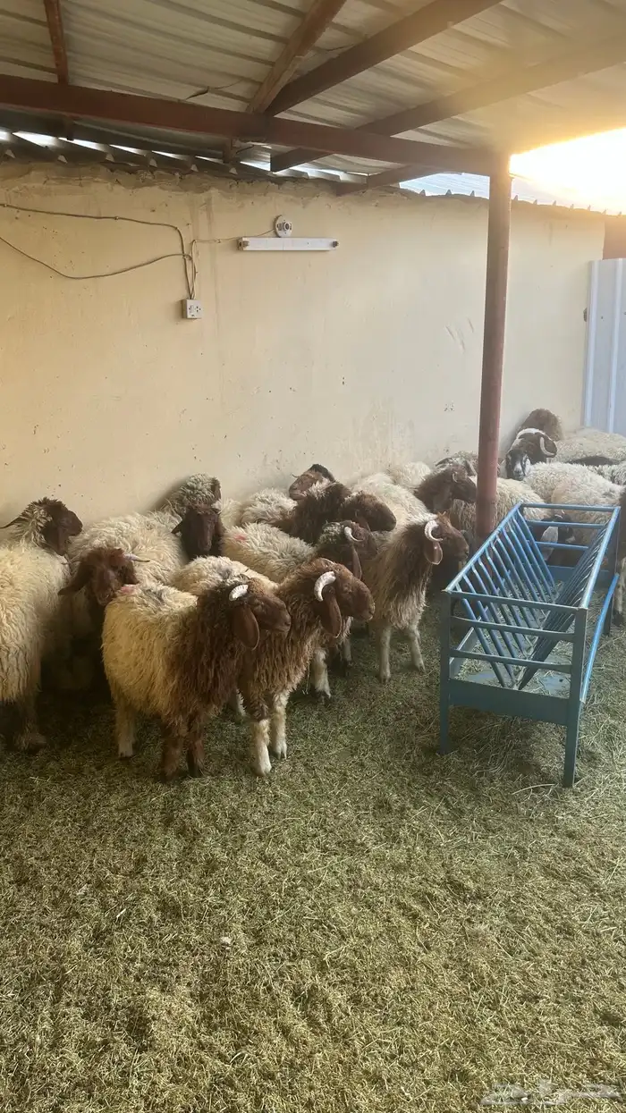 خرفان ورخال طيبات بلحيل ويجود تفريد 2