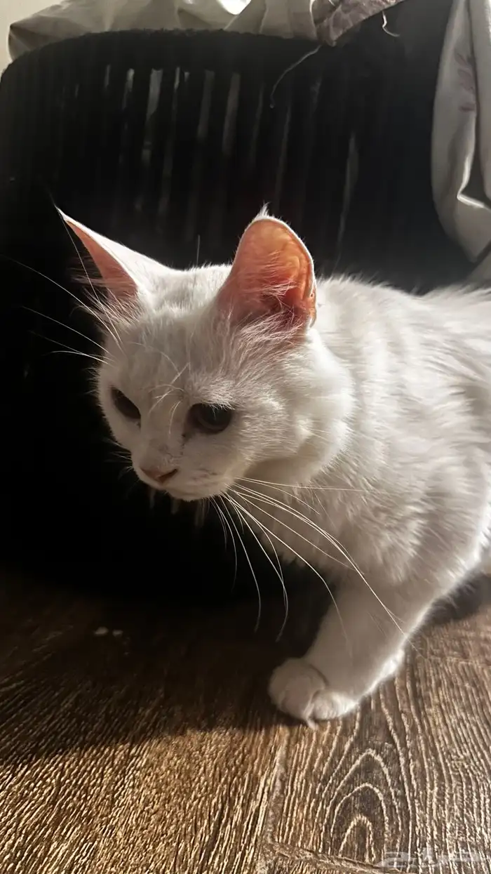 قطط شيرازي 3