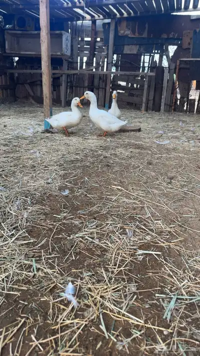 بط كيني ماشا تبارك الله حجم ونضافه index