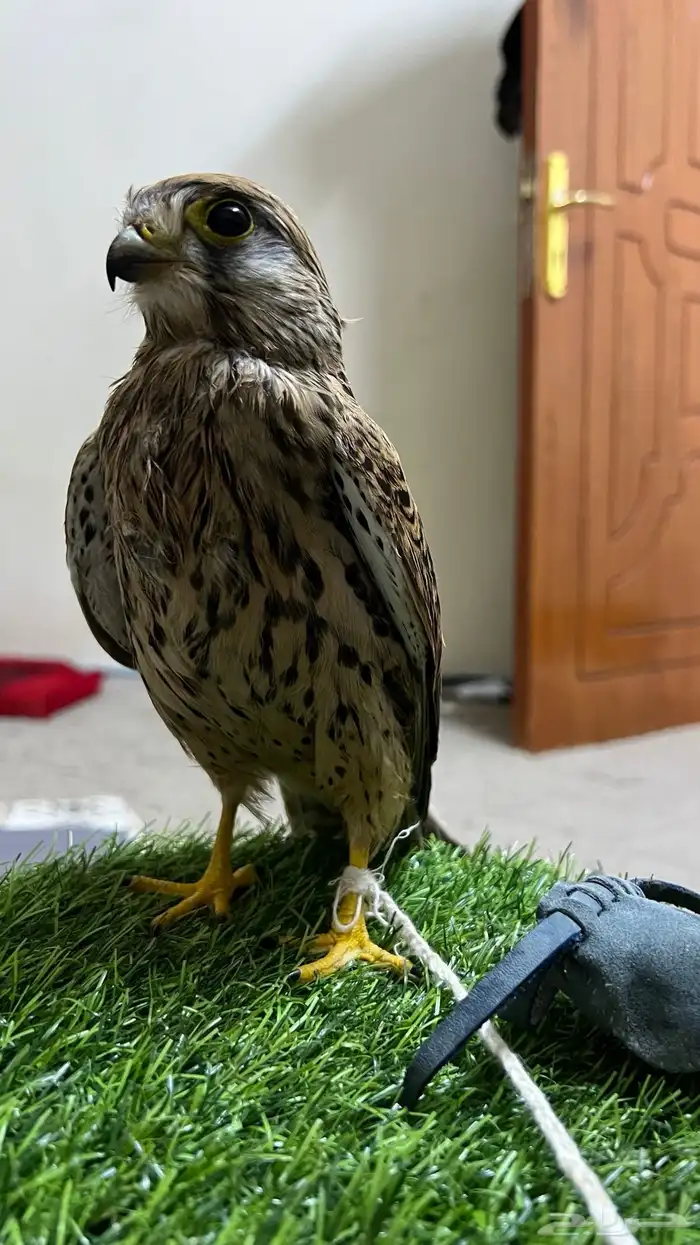 باشق  شبوط للبيع 1