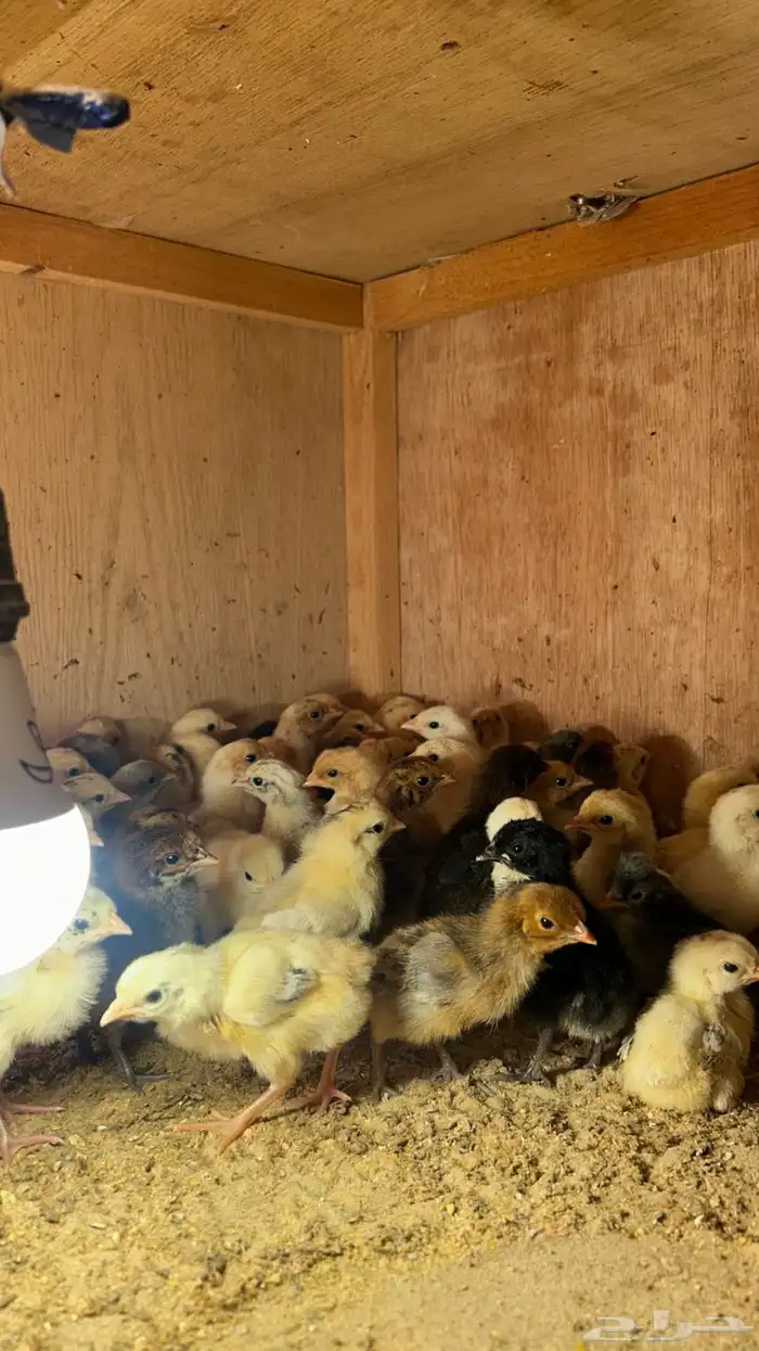 صيصان بلدي شرط صحه ونظافه ماشاءالله الموقع الأحساء القرين 0