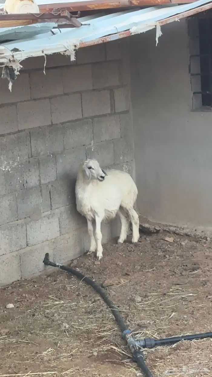 طلي حري ذبيحه ( تم البيع) 0