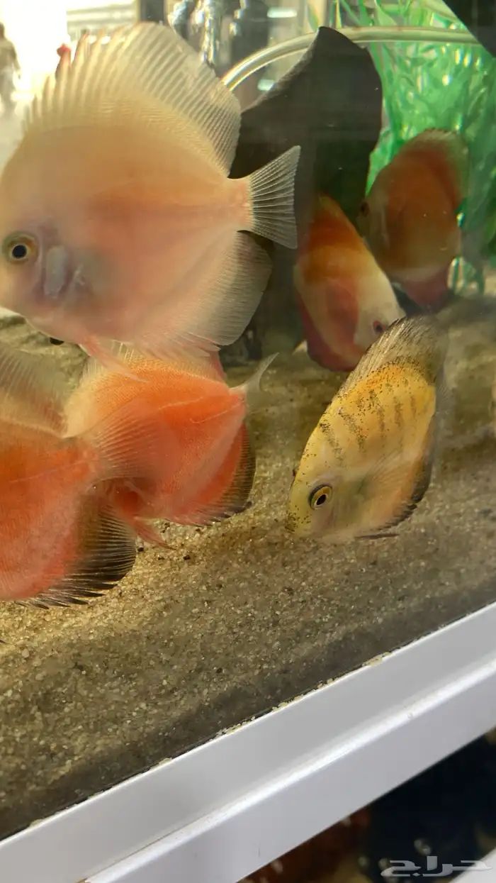 متوفر جميع أنواع اسماك الزينة متوفر سمك بحري جملة وقطاعي 6