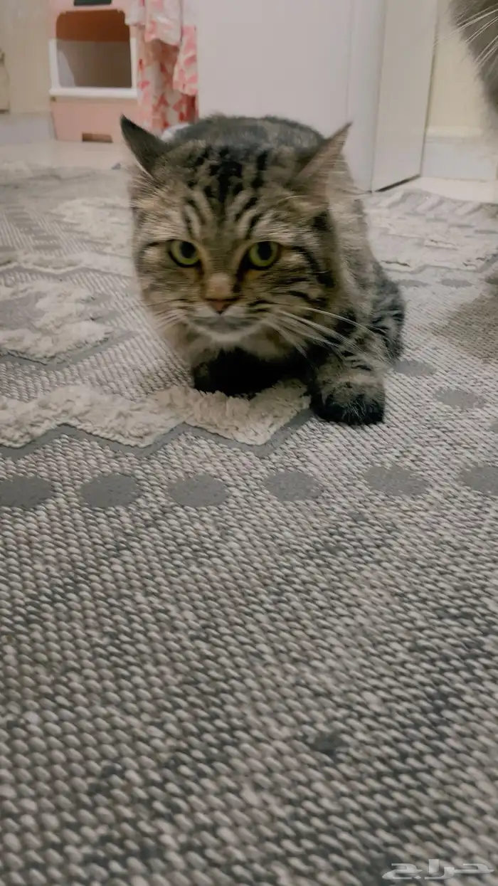 قطه للتزاوج 4