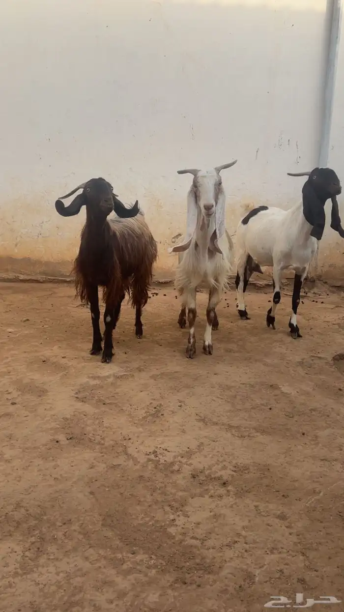 معزا فواخر جروم ودفيع 15