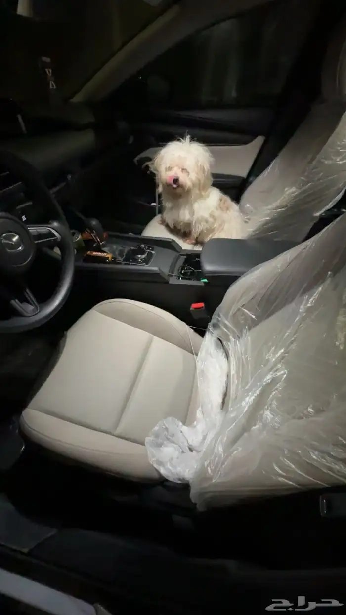 كلب للتبني الي يبغاه يتواصل 0