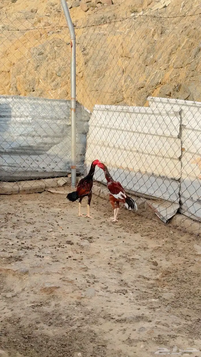 دجاج باكستاني 3