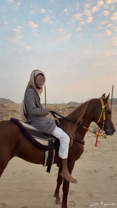 حصان واهو فاخر البيع مستعجل index