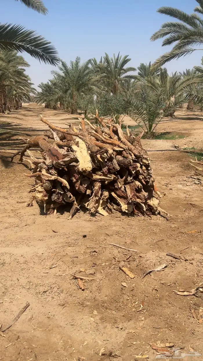 نخل للبيع 0