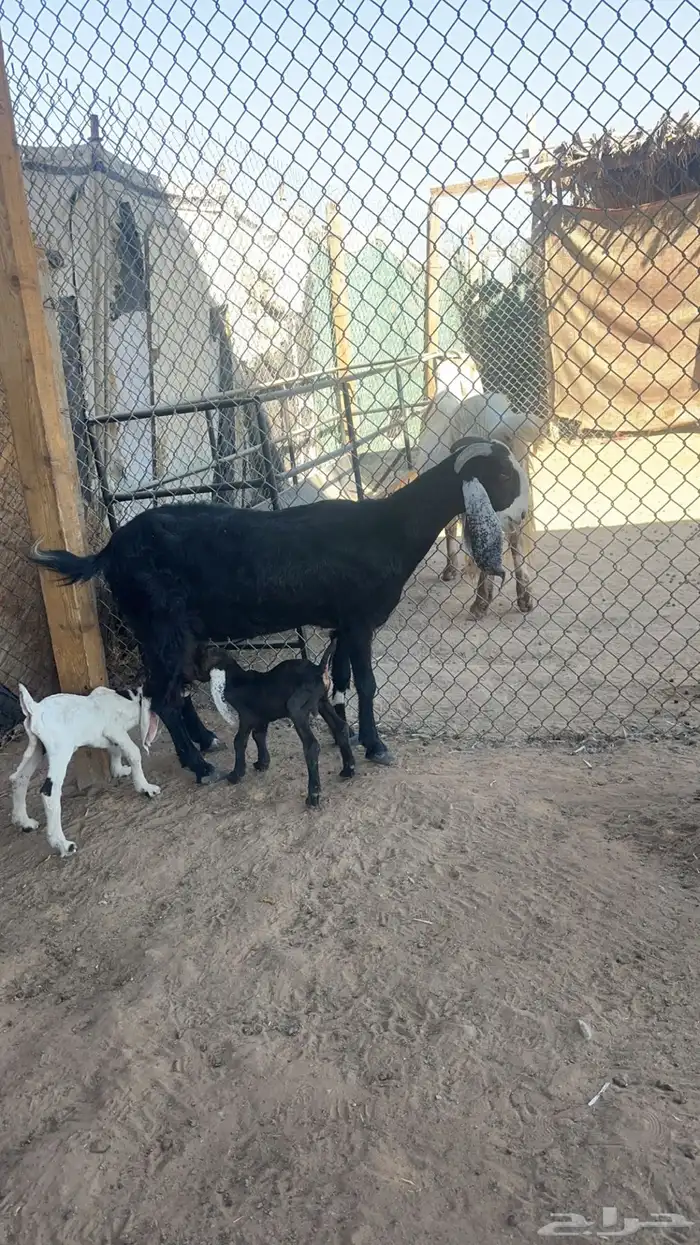 عنز تحتها ثلاث تيوس 2