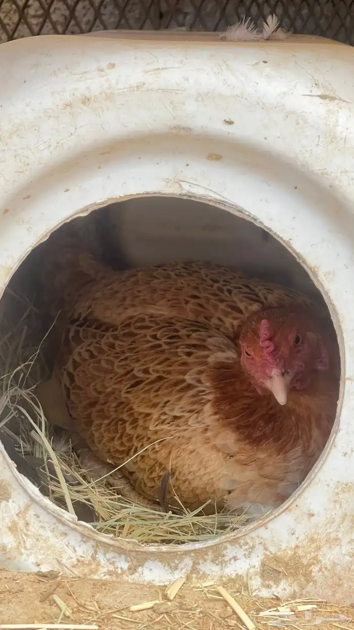 (دجاج باكستاني للبيع) 6