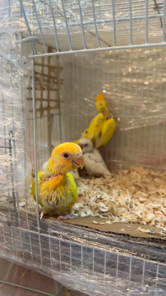 فروخ روز هدد 4