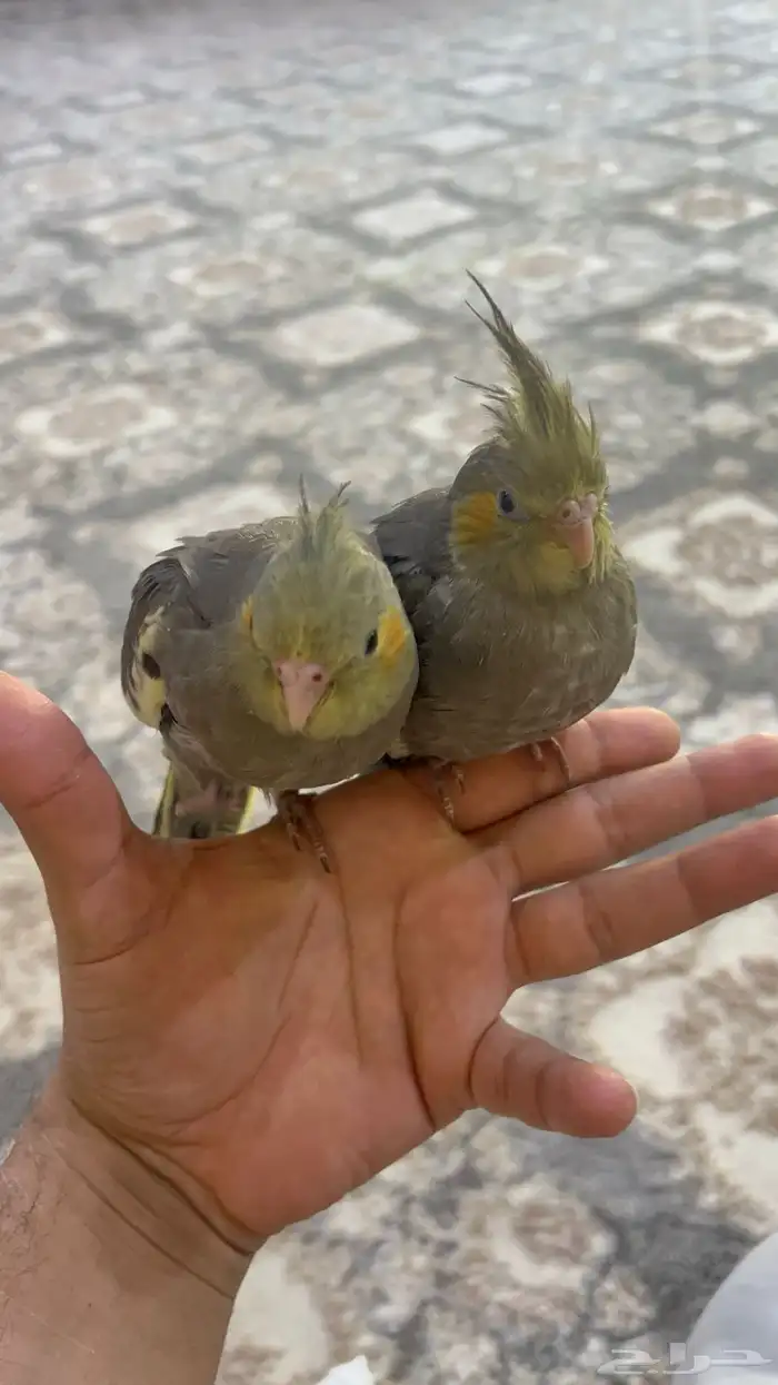 للبيع فروخ كروان نهاية غر اليفات 0