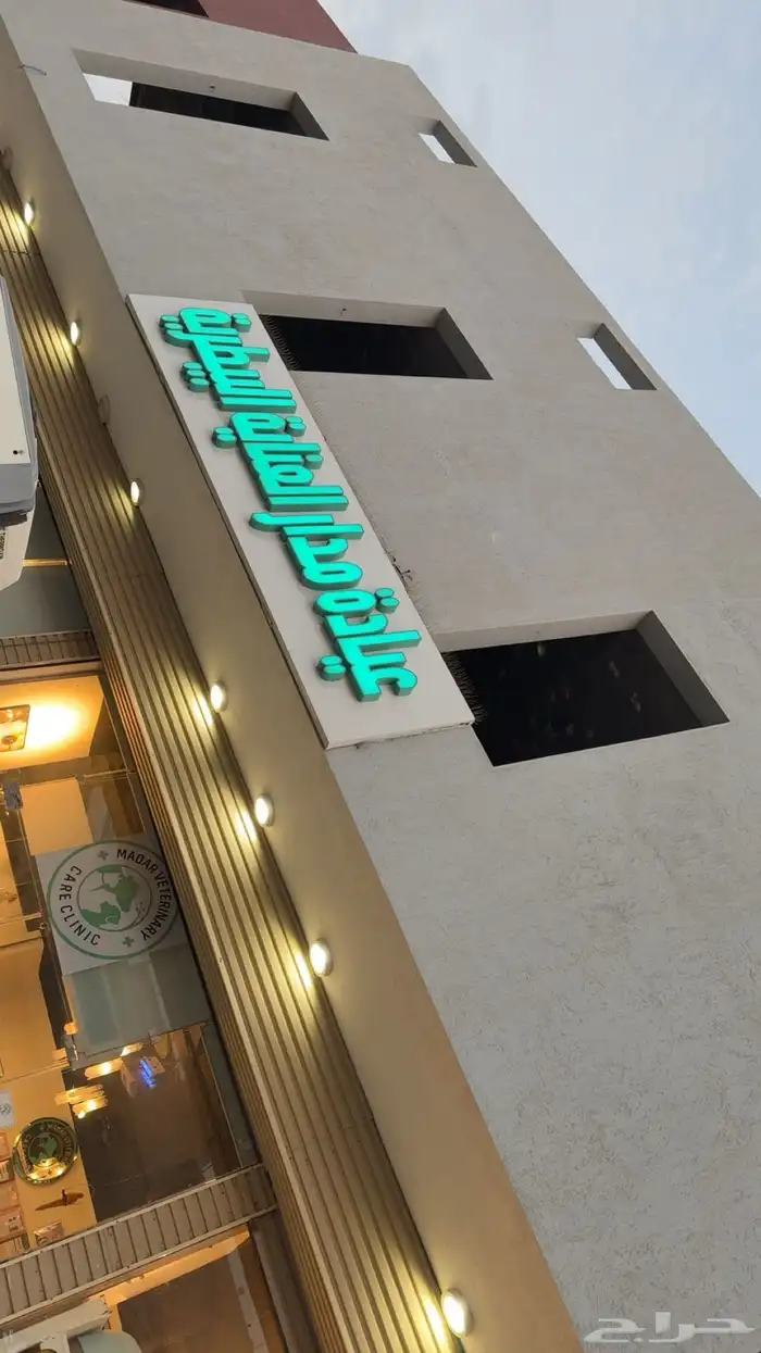 قط هملايا للتبني 1