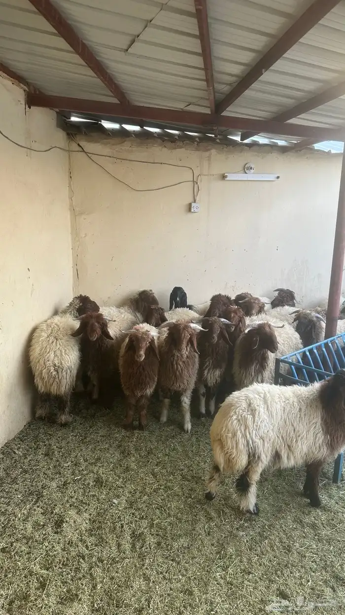 خرفان ورخال طيبات بلحيل ويجود تفريد 0