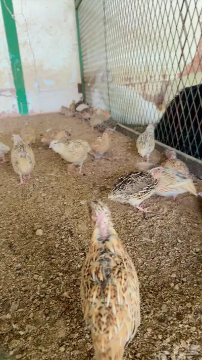 طيور بيت الزاجل index