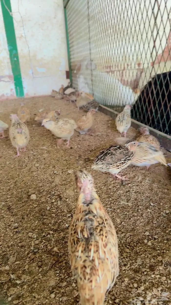 طيور بيت الزاجل 8