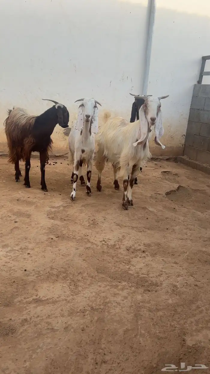 معزا فواخر جروم ودفيع 18