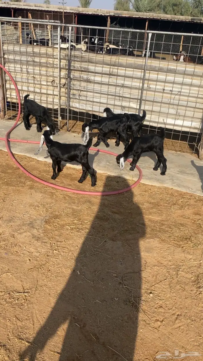 للبيع معزاء مراح ولد 3