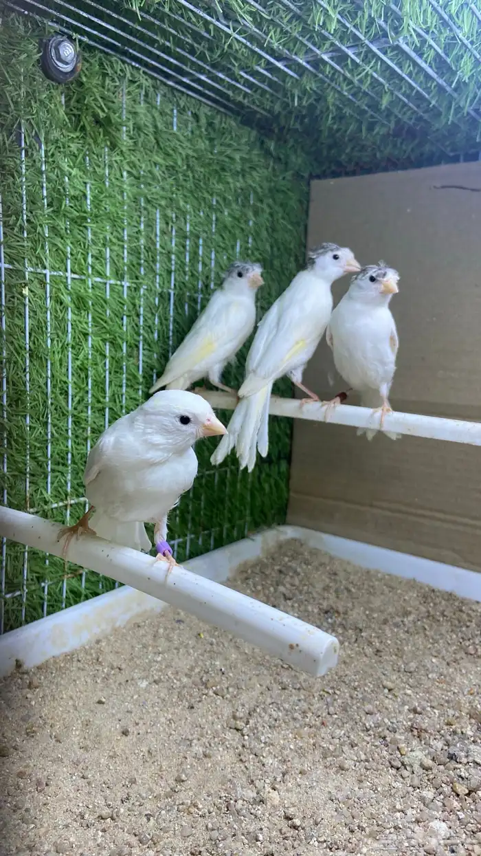 فروخ كناري سوري ابيض( تم البيع) 3