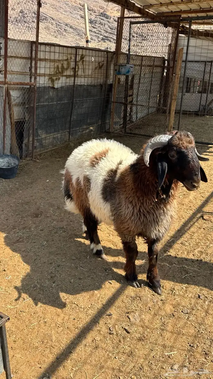 ذبيحه طلي نعيمي 1