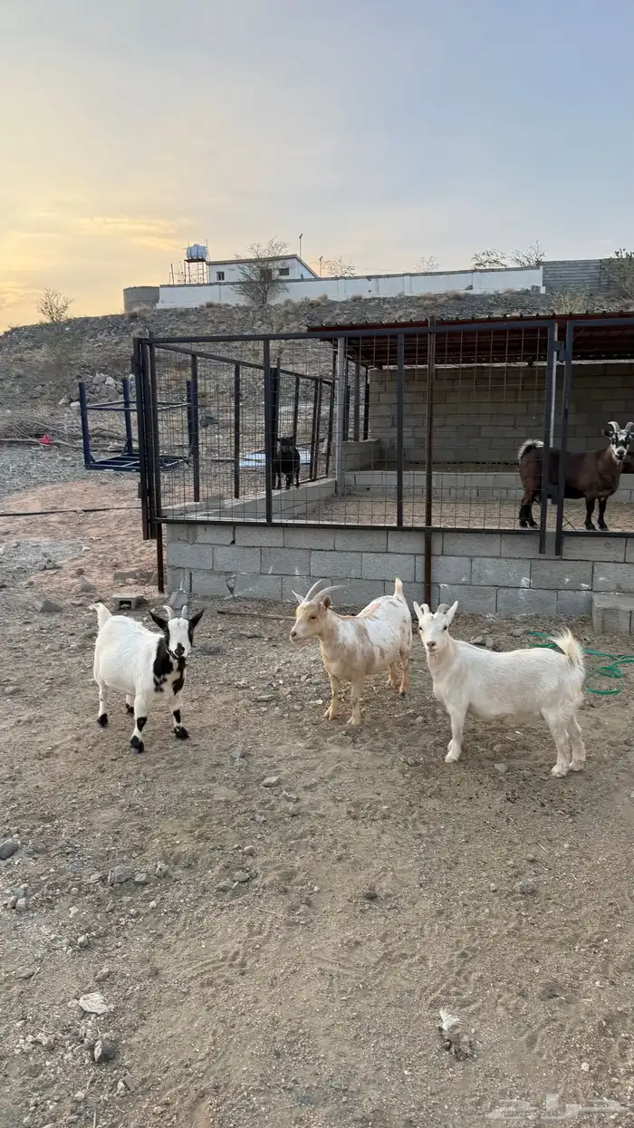 3 معزا اقزام مستوى فاااخر 3