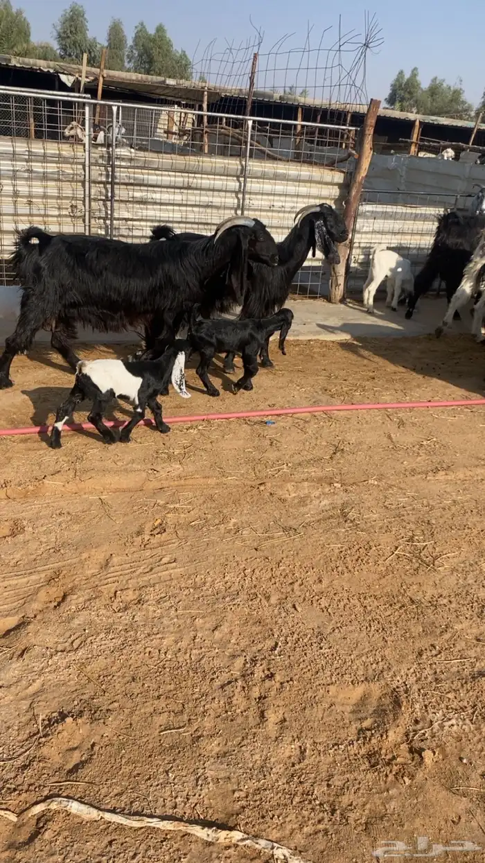 للبيع معزاء مراح ولد 10