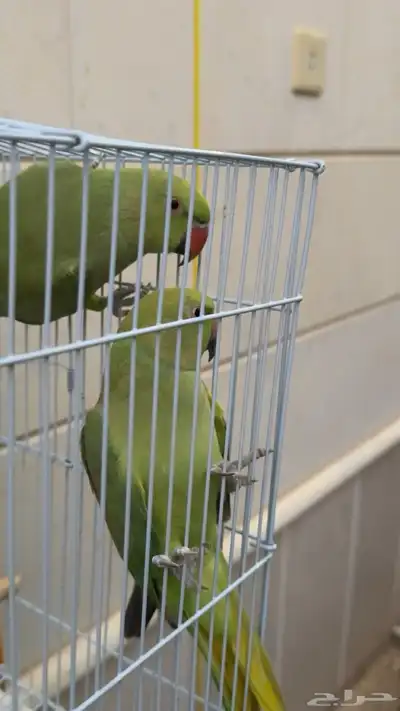 طيور دره هندية index