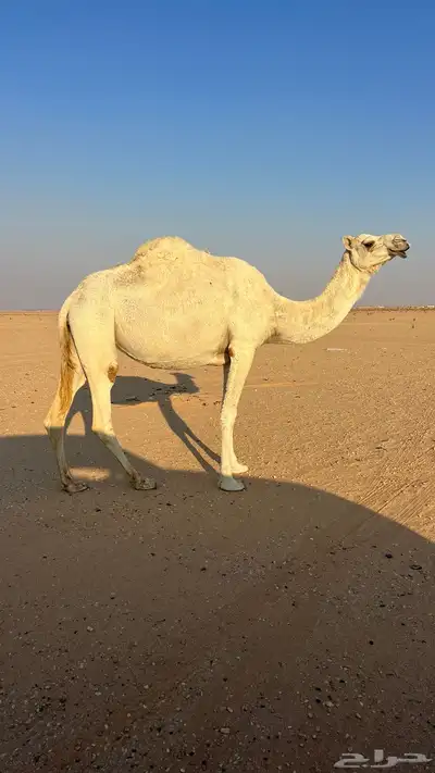 لقحه على بعير كفو ماشاءالله سنها ام ثلاث انقه كفو index
