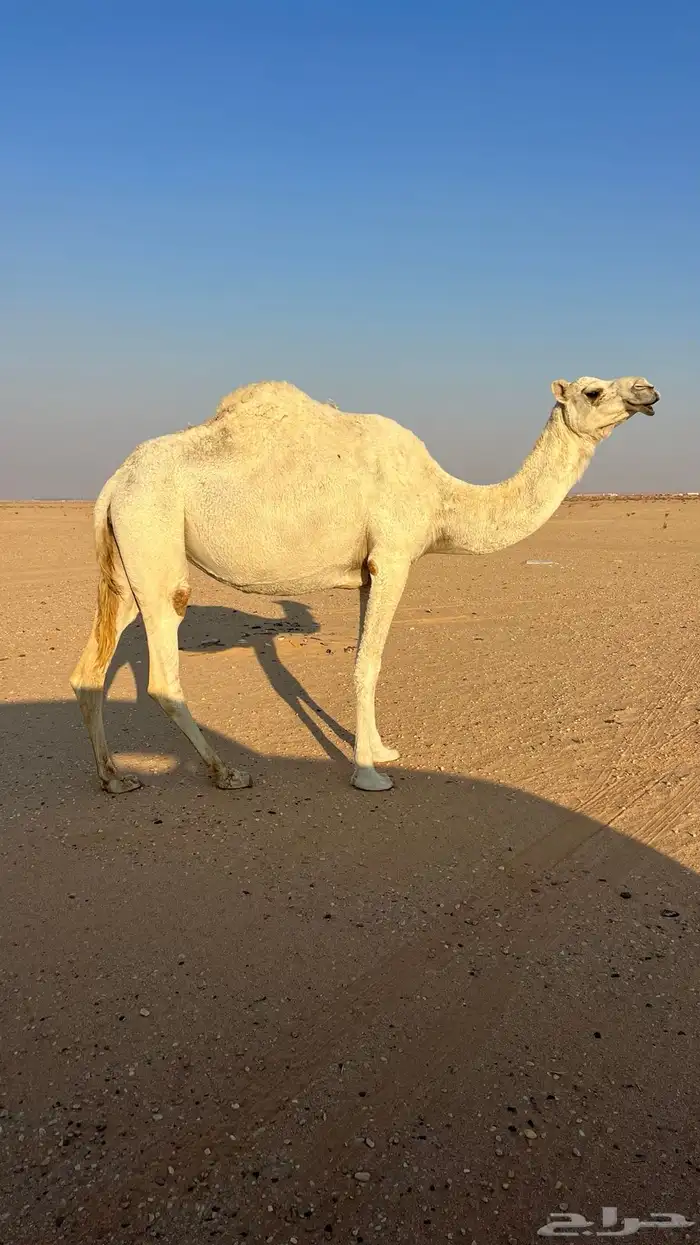 لقحه على بعير كفو ماشاءالله سنها ام ثلاث انقه كفو 1