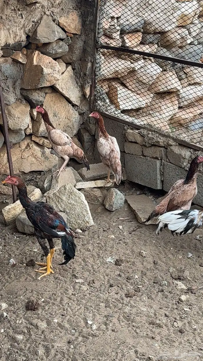 دجاج باكستاني 0