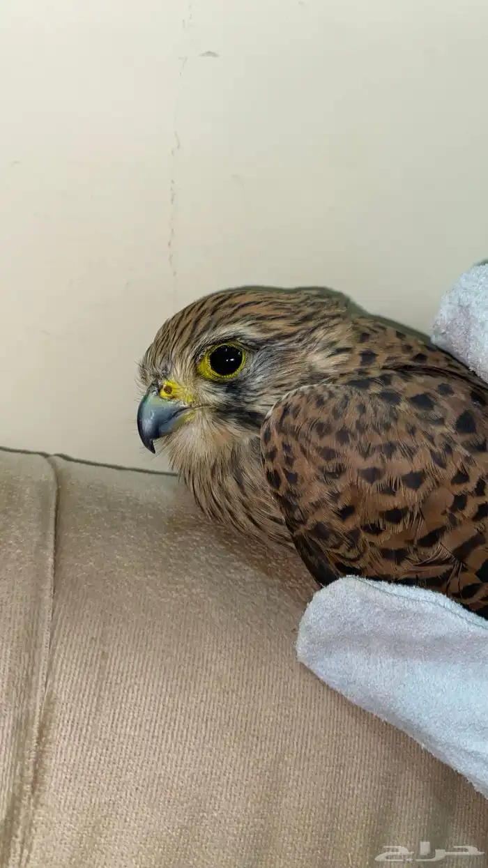 للبيع طير شبوط او باشق شرياص 4