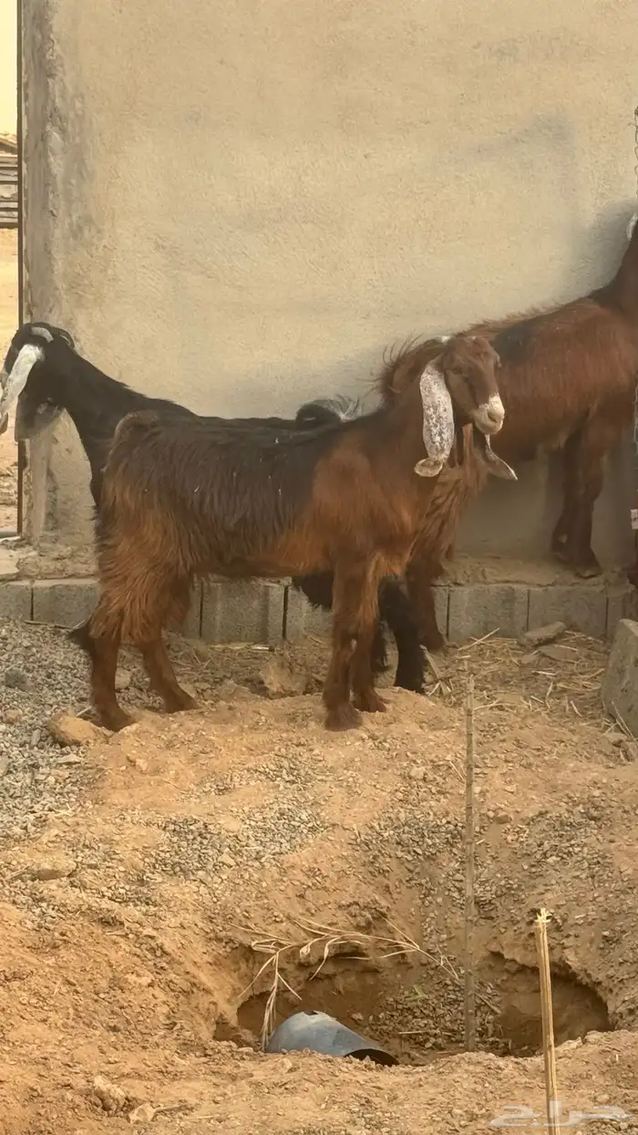 جفار عوارض للبيع 5