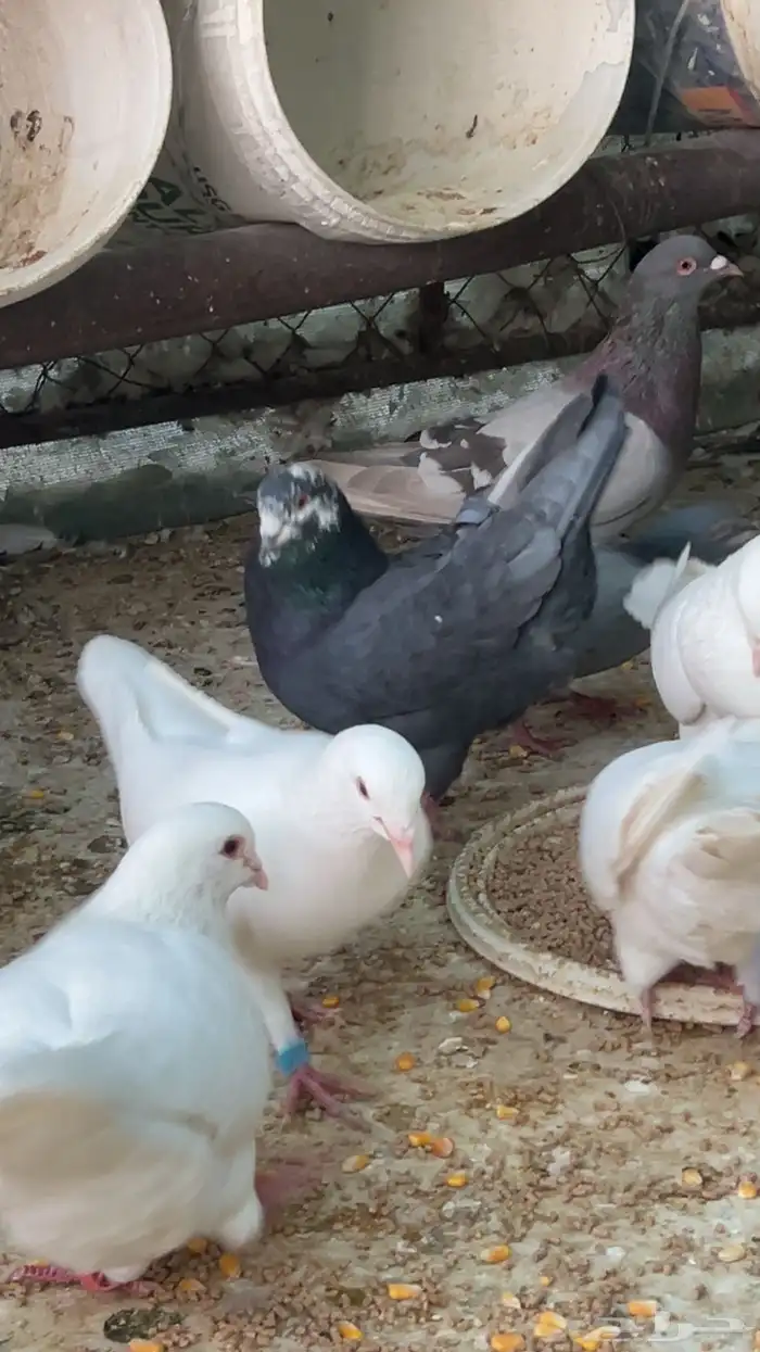 حمام للبيع 1