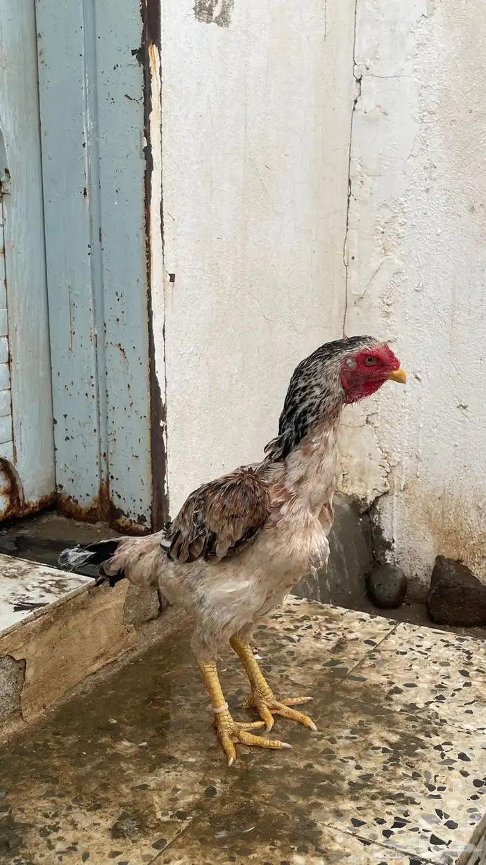 دجاجه شامو 0