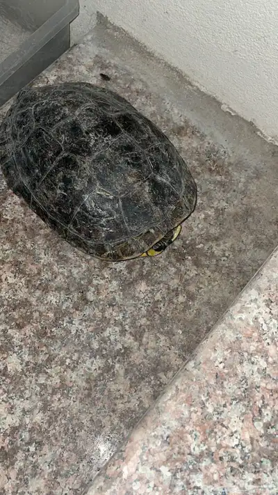 للبيع سلاحف برمائية index