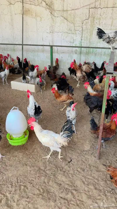 طيور بيت الزاجل index