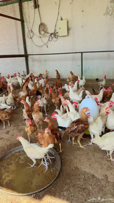 طيور بيت الزاجل index