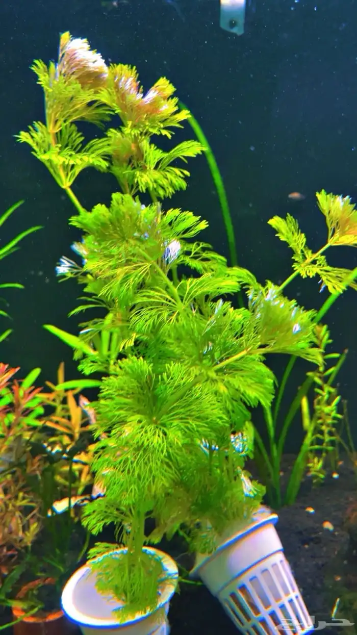 نباتات مائية لاحواض السمك المزروع 16